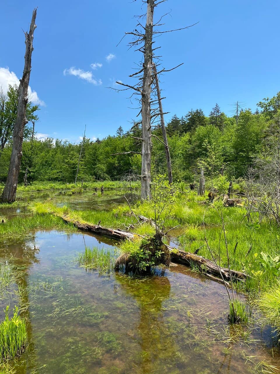 Birdwatching Opportunities