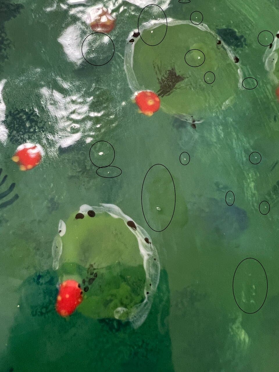 Look at the bubbles, black marks and botched repairs that took off all the paint.