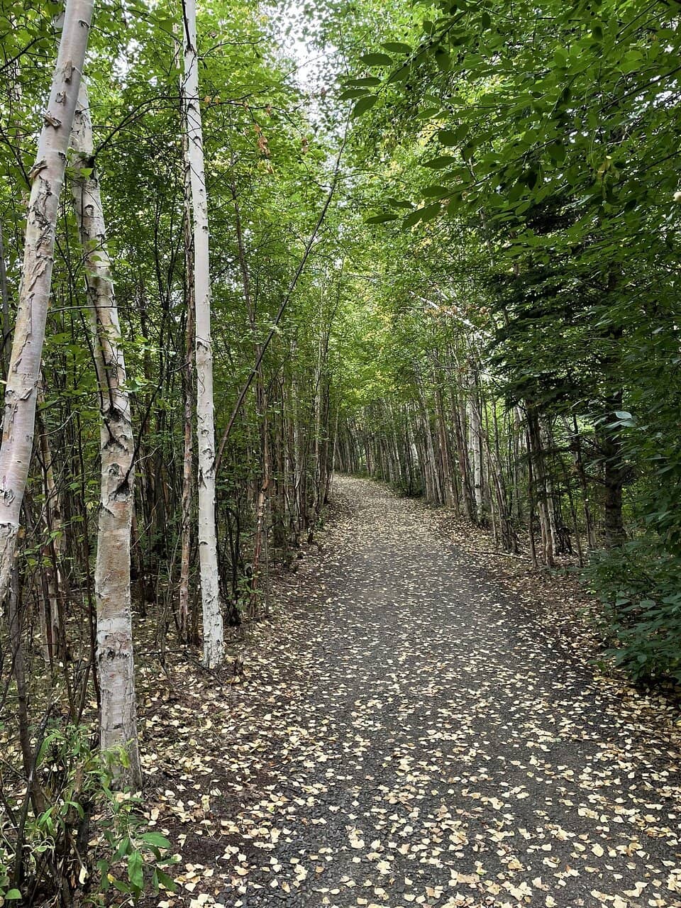 Taiga Trail