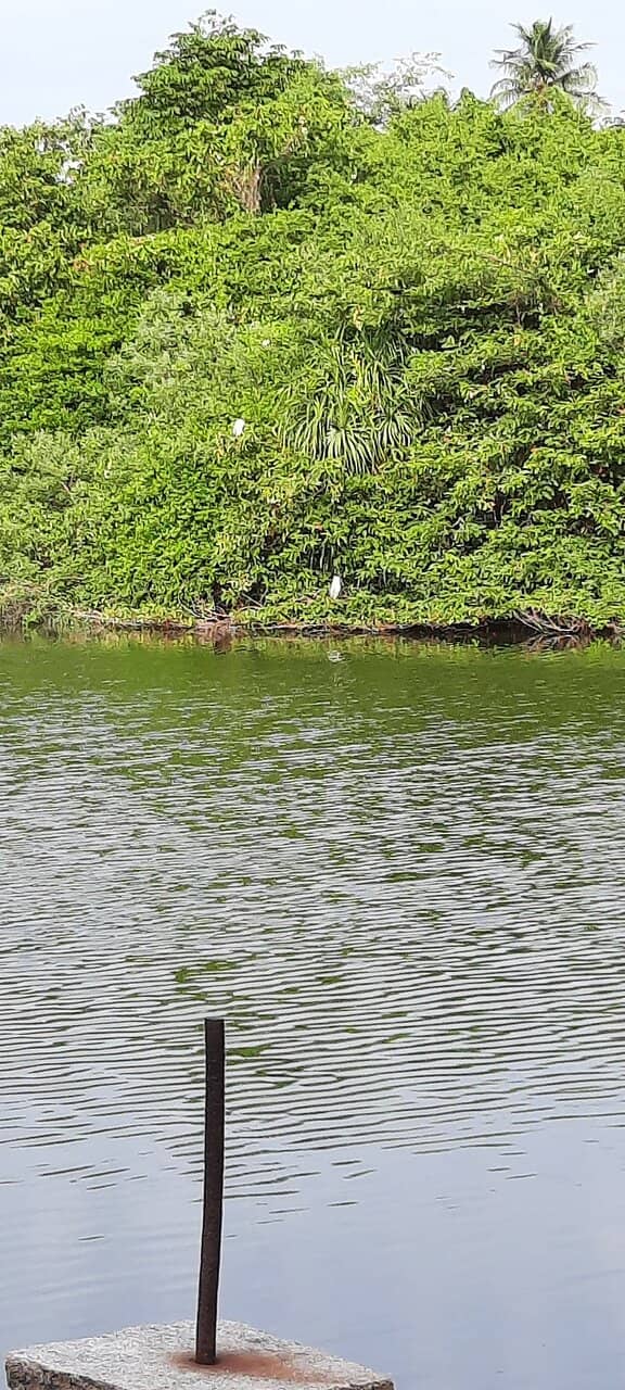 Adyar Estuary Wetlands