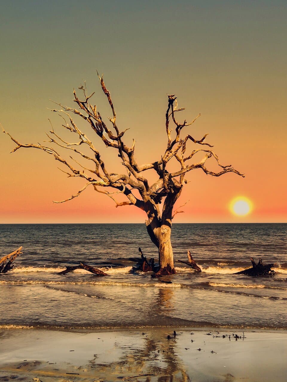 Sunrise At Driftwood Beach