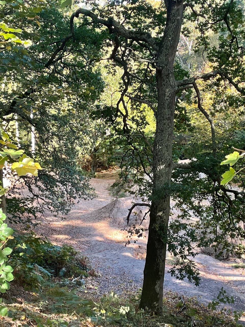Woodland Trails