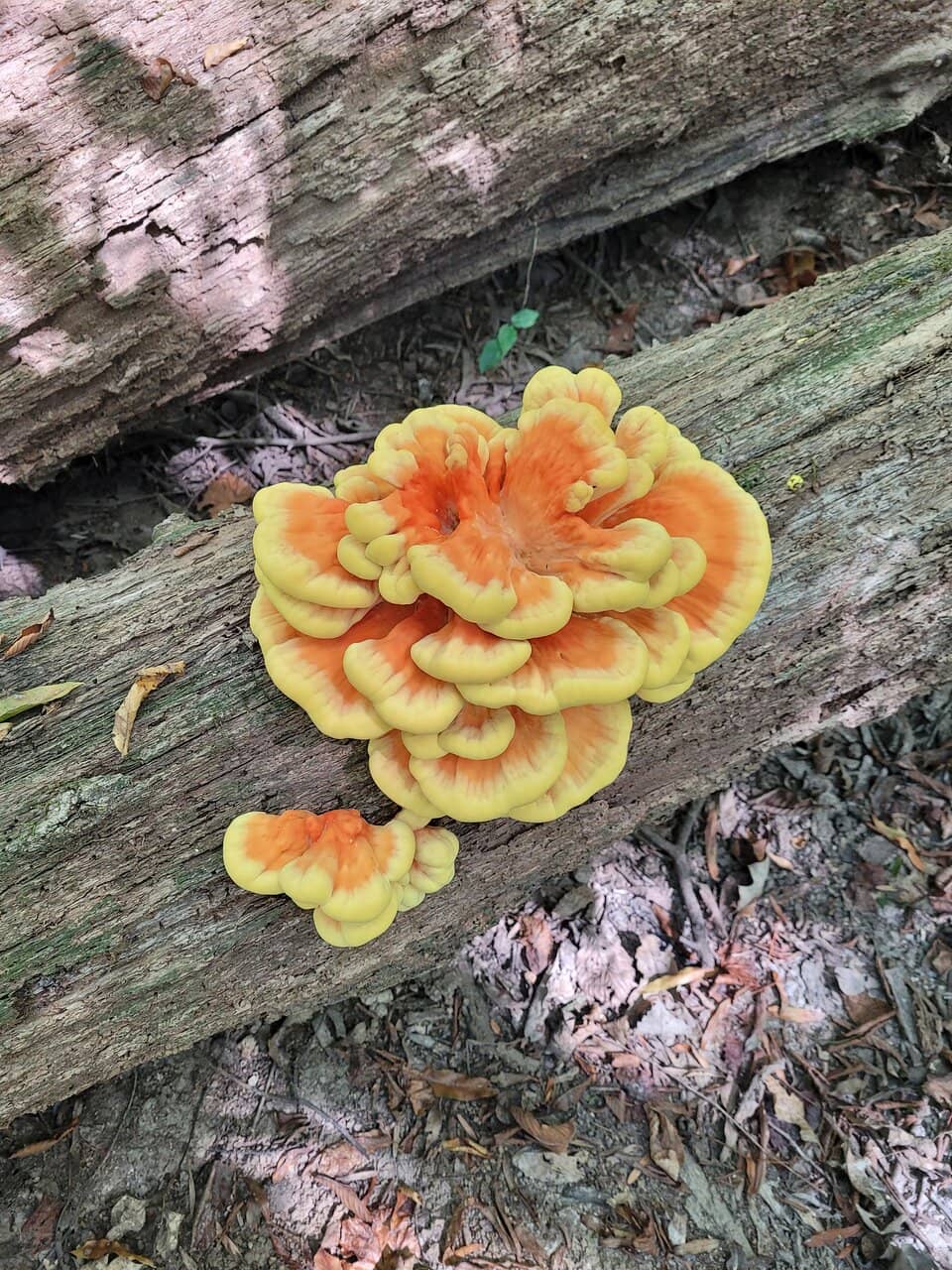 Storywalk Trails