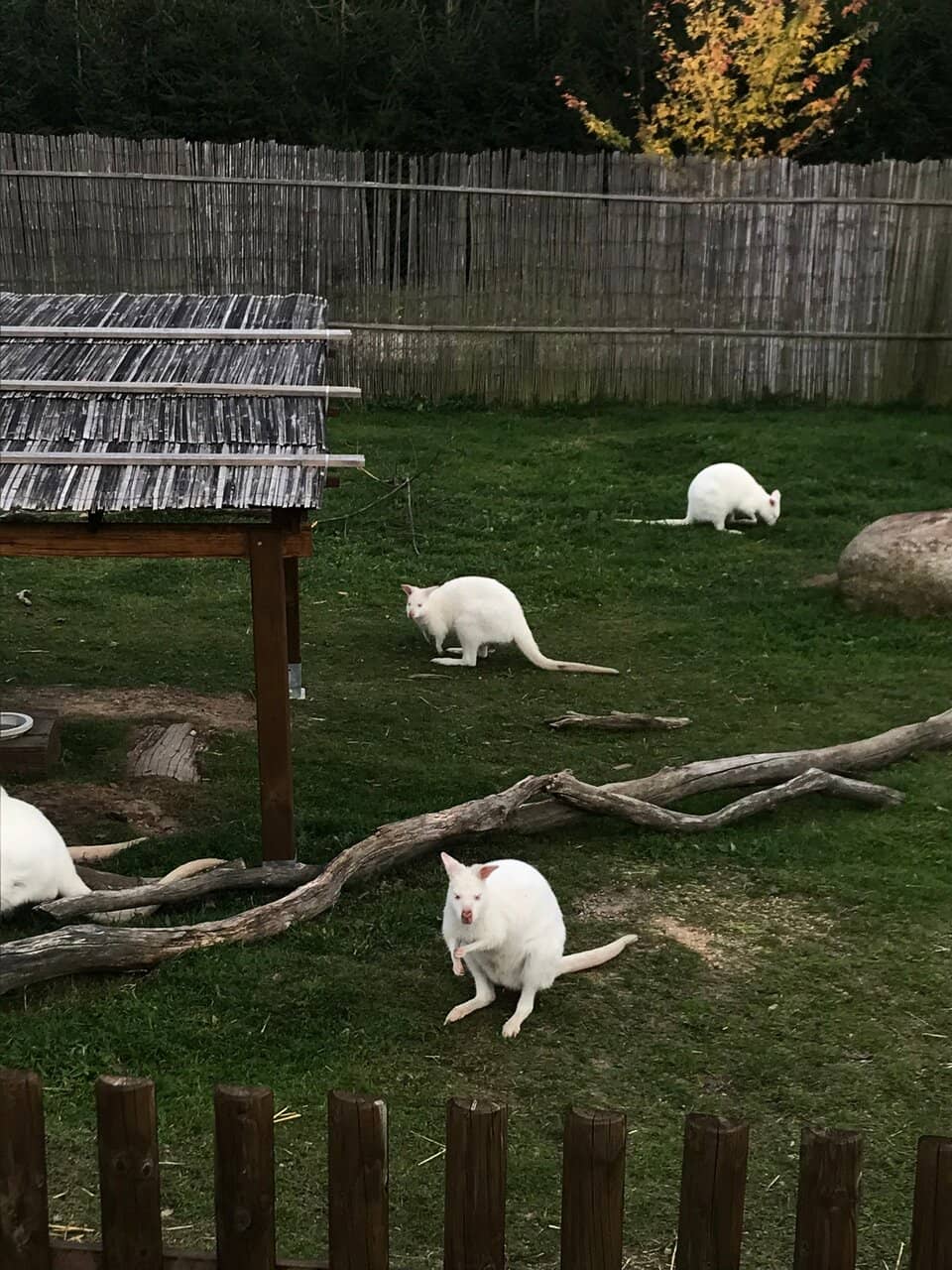 Interactive Animal Encounters