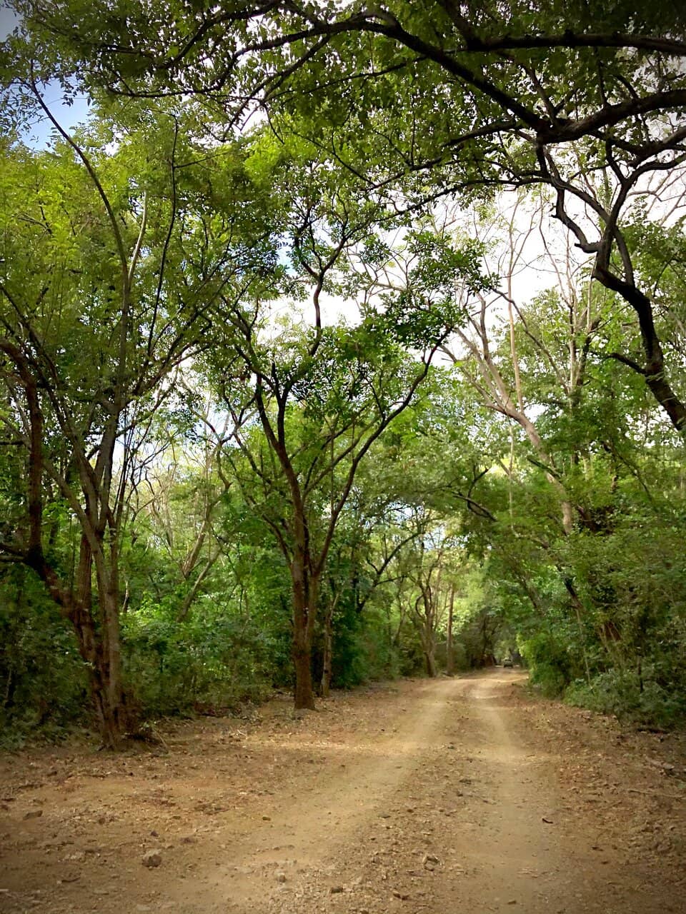 Camping Under the Stars