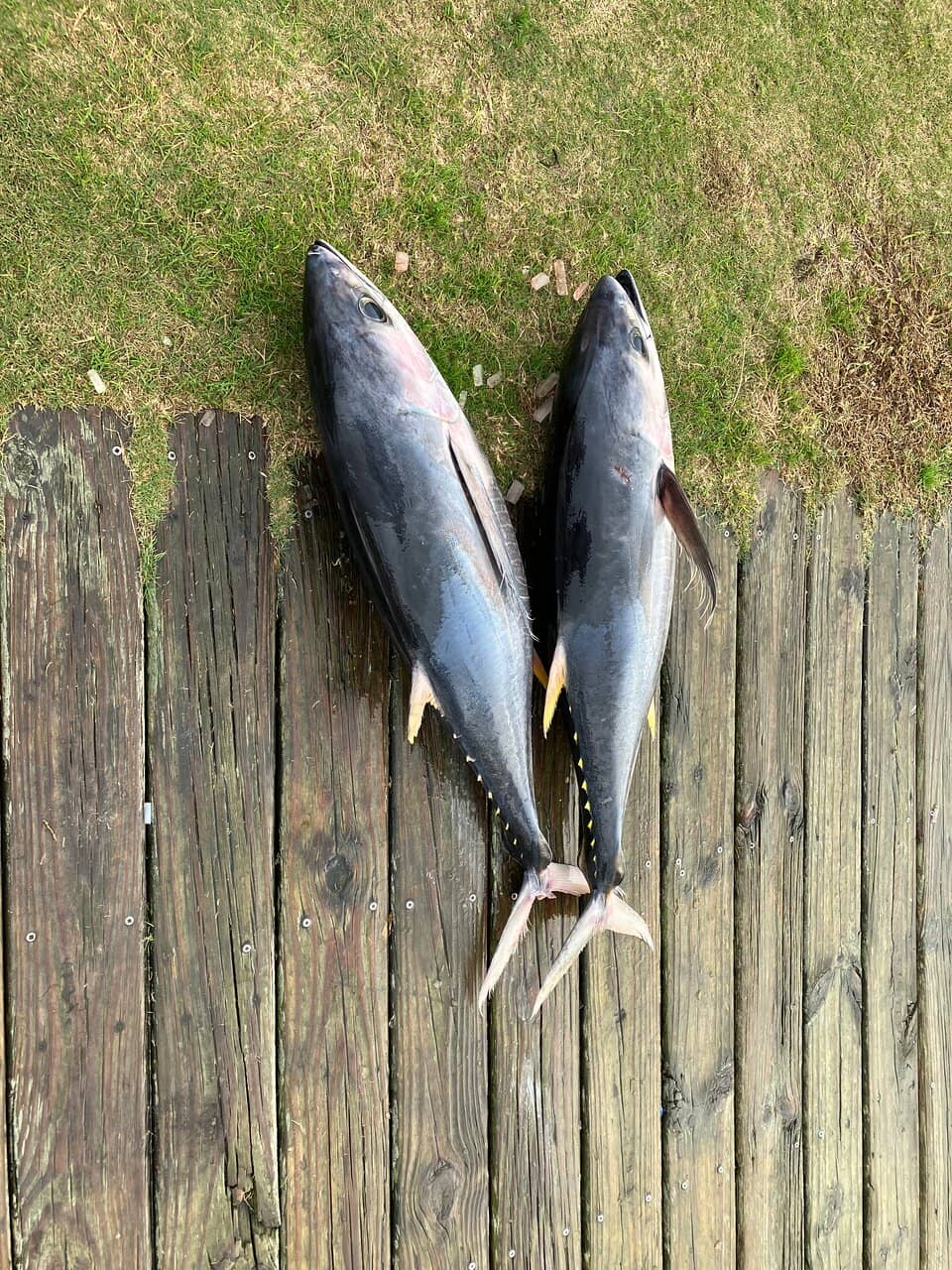 Offshore Fishing Charters