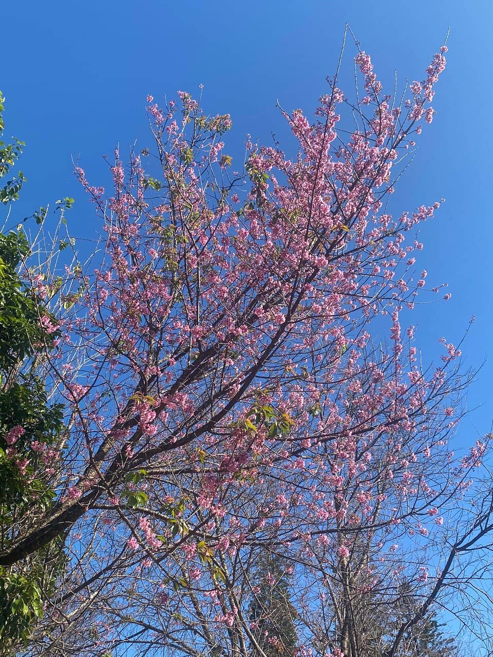 Local Arabica Coffee