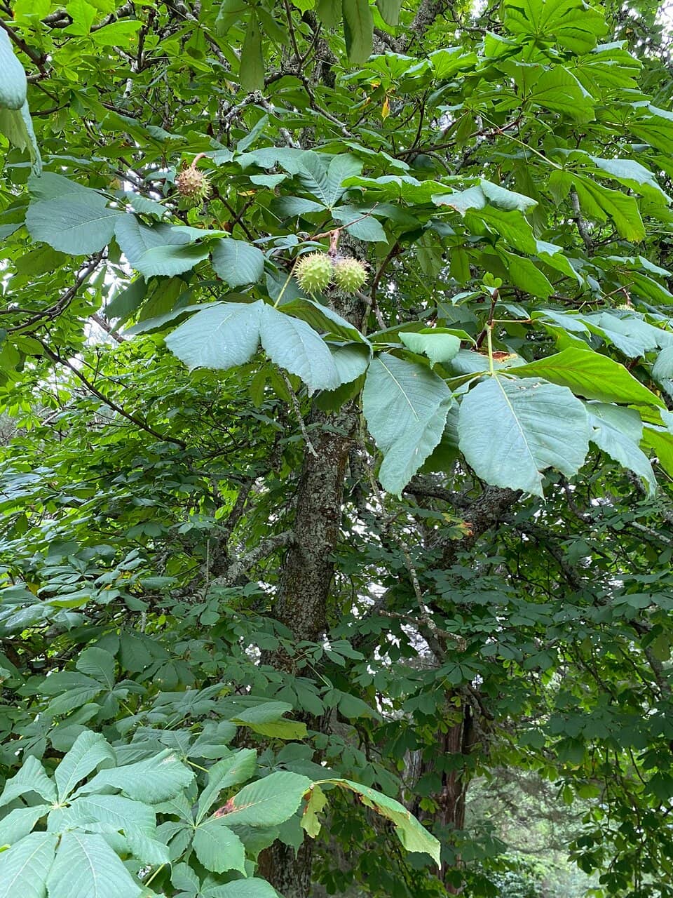 Nature-Inspired Playground