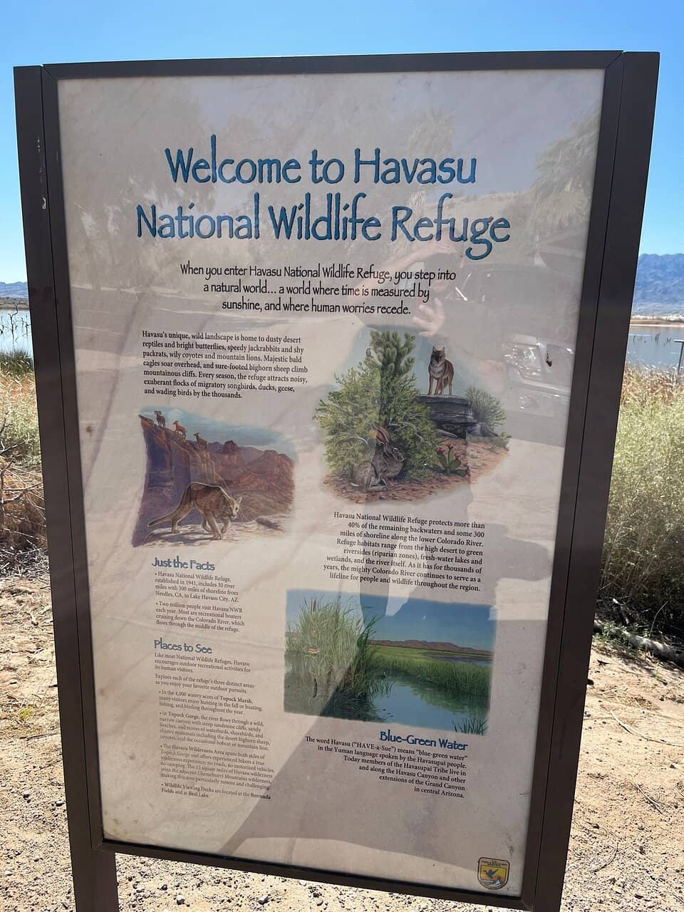 Topock Marsh Birdwatching