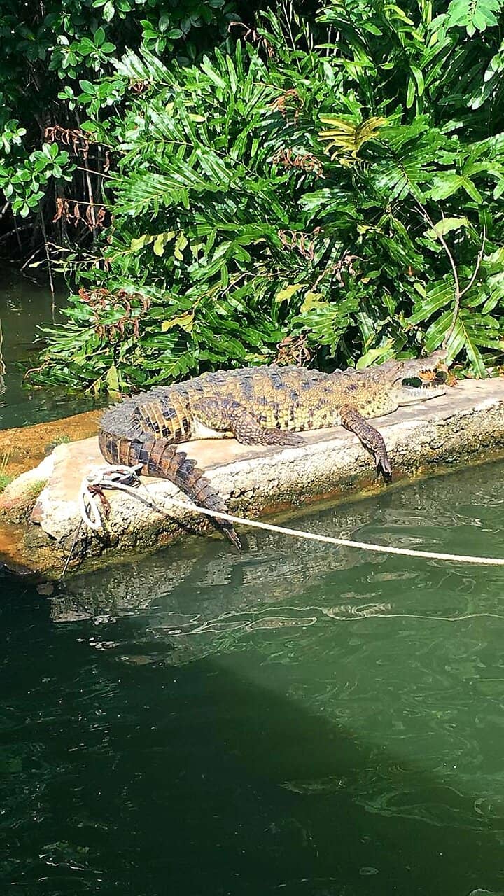 Crocodile Encounters
