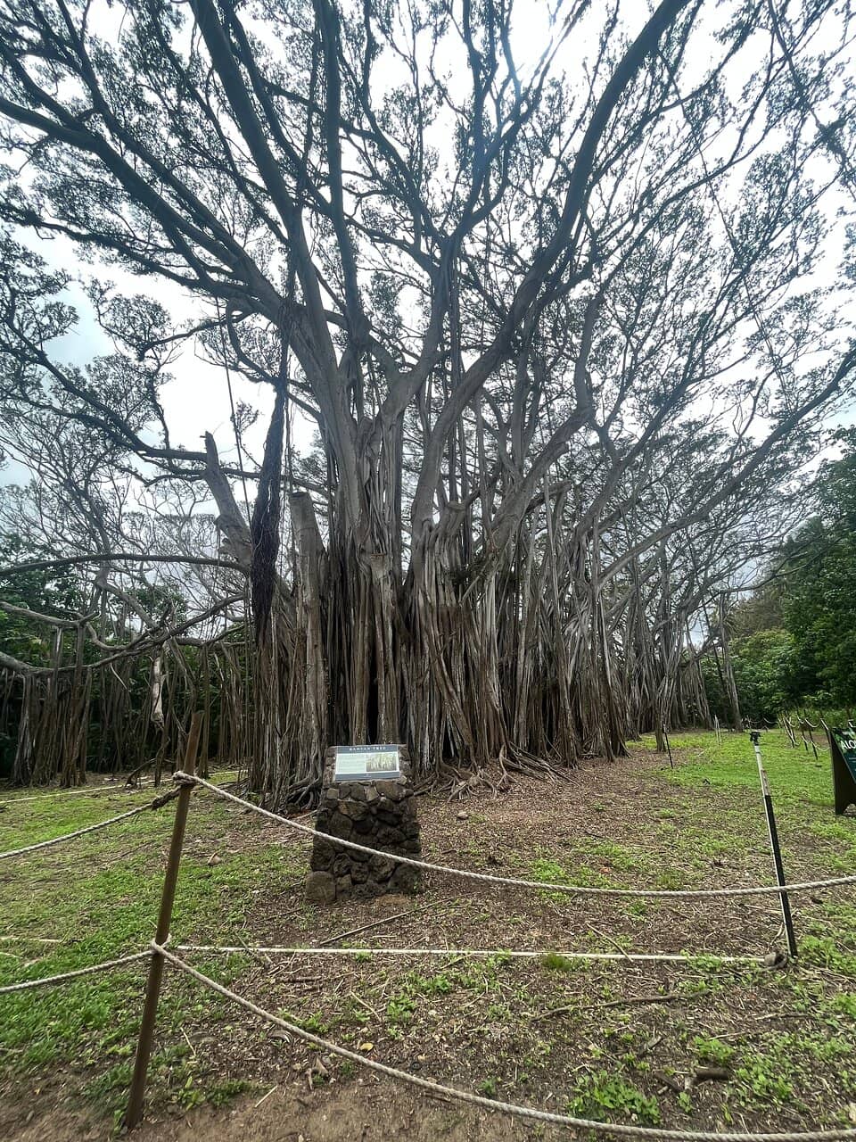 Sea Turtle Sightings