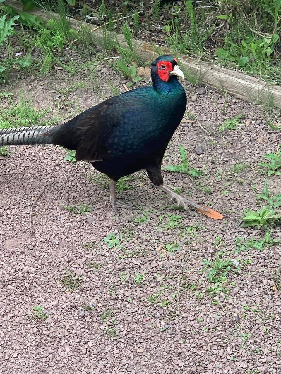 Little Lattes Play Cafe