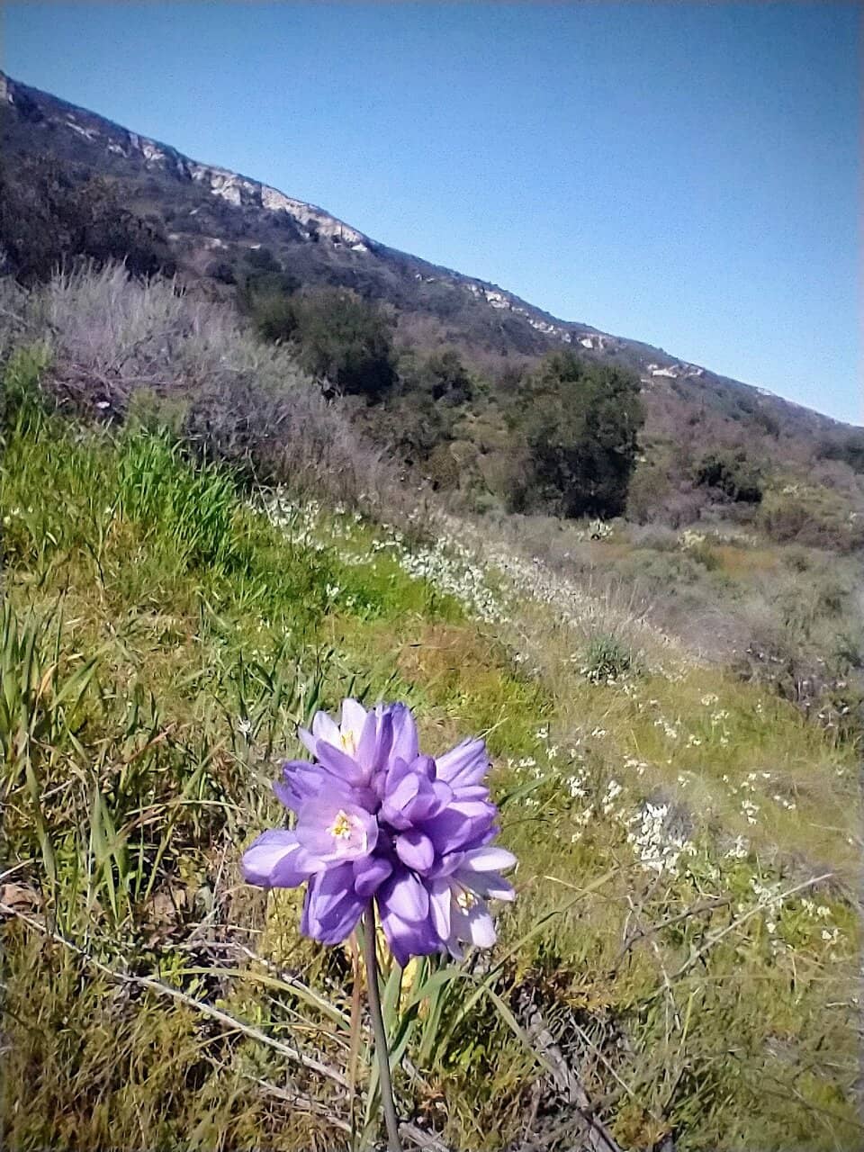 Live Oak Loop Campground