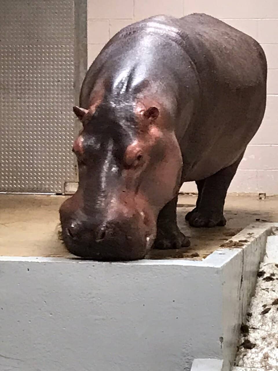 Tropical Rainforest Dome