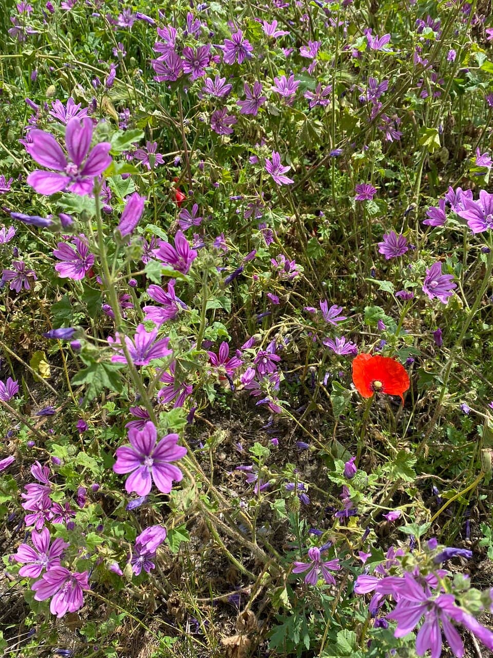 Sunset and Moonlit Vistas