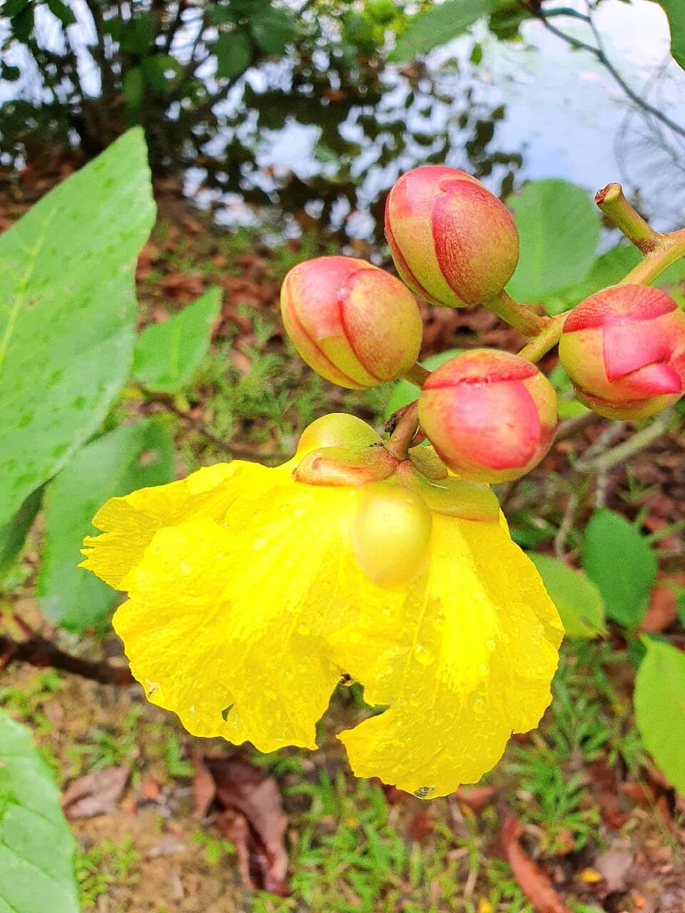 Canopy Villa Glamping