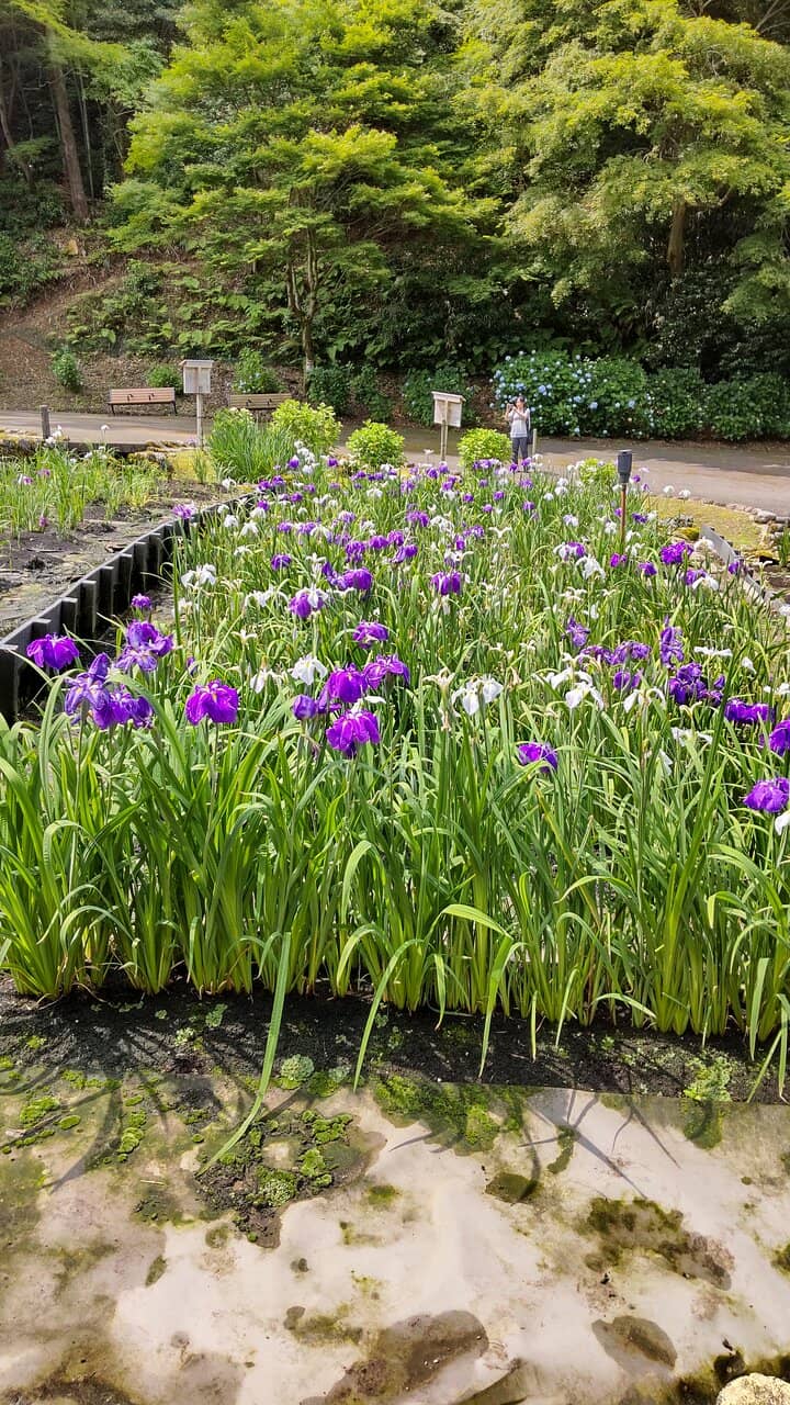 Tranquil Forest Trails