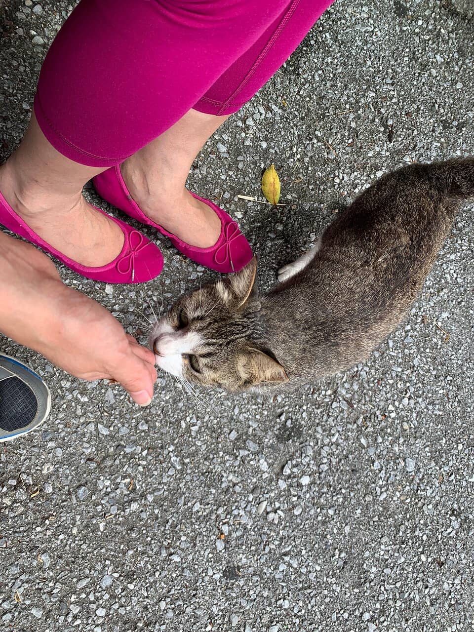Fresh Seafood Tempura