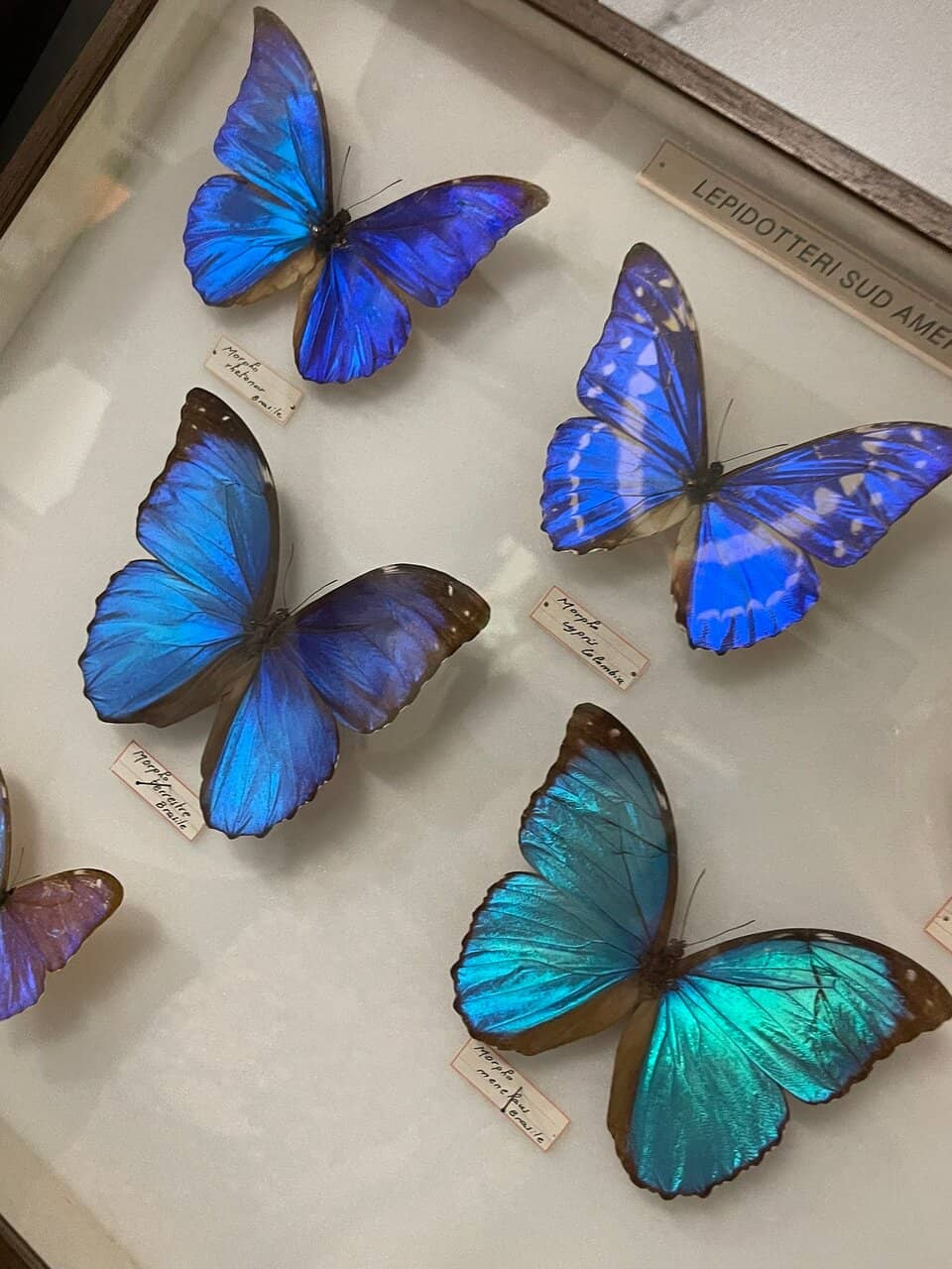 Giant Python Encounter