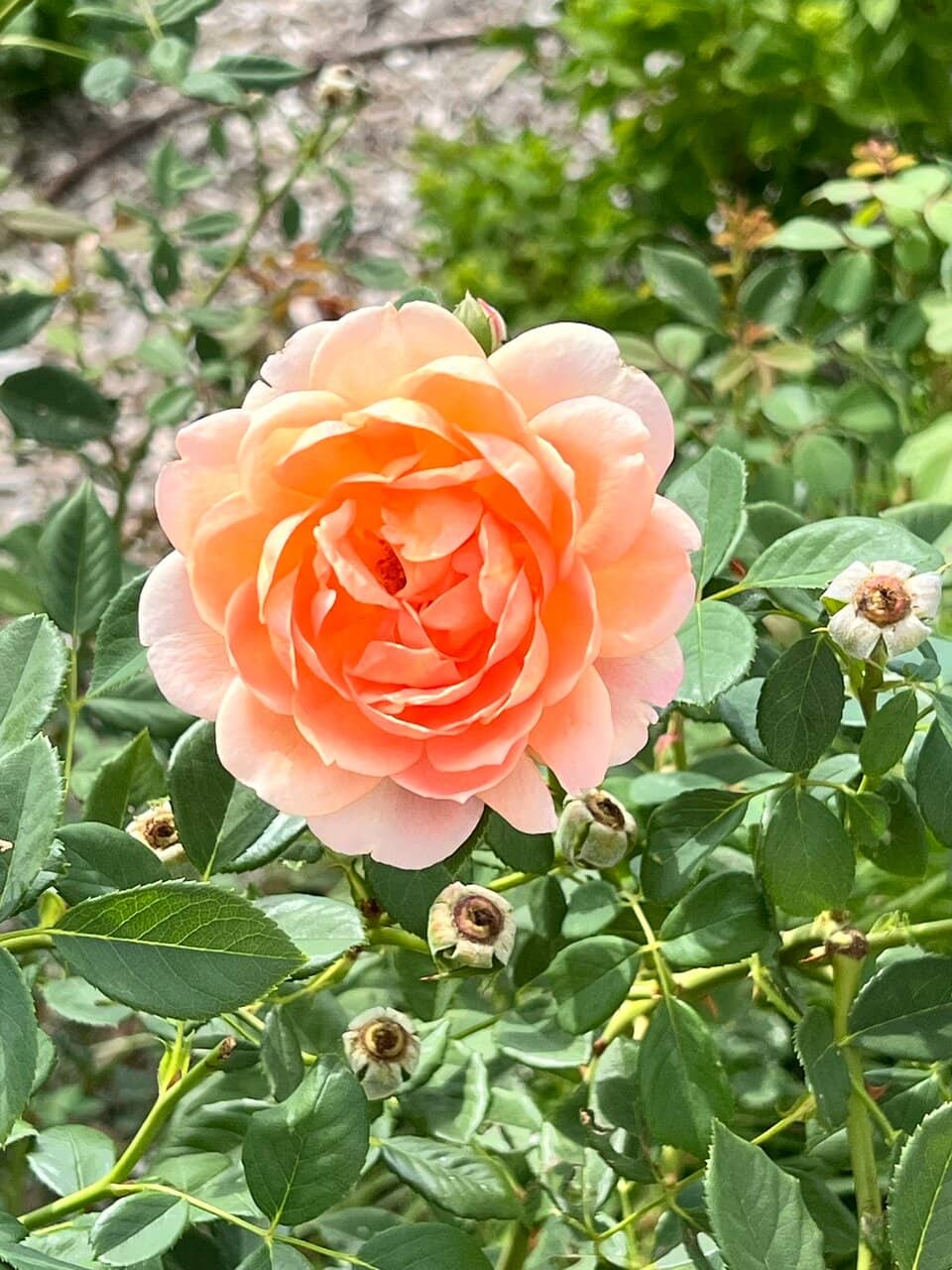 Public Art Sculpture