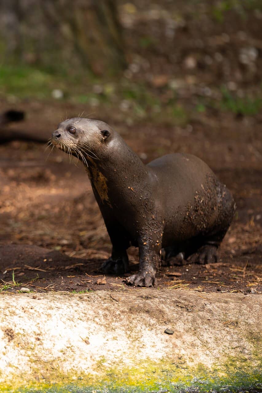 Playful Otters