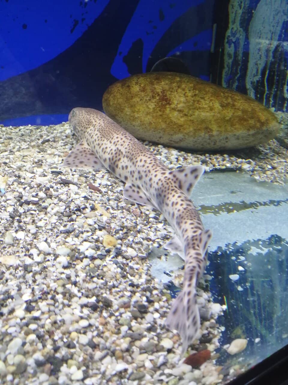 Rescued Sea Turtles