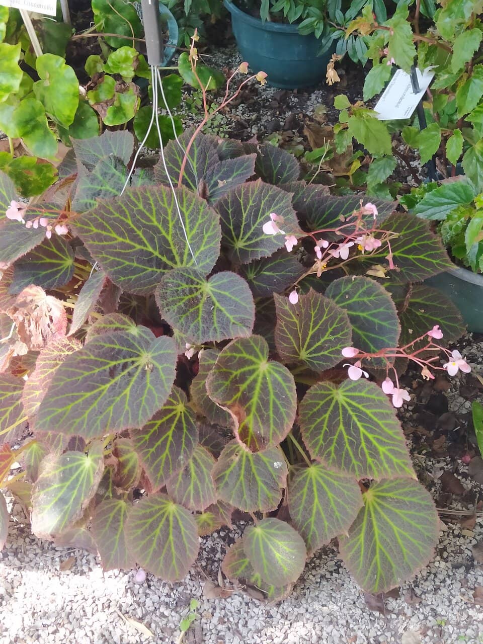 Sculptural Foliage & Blooms