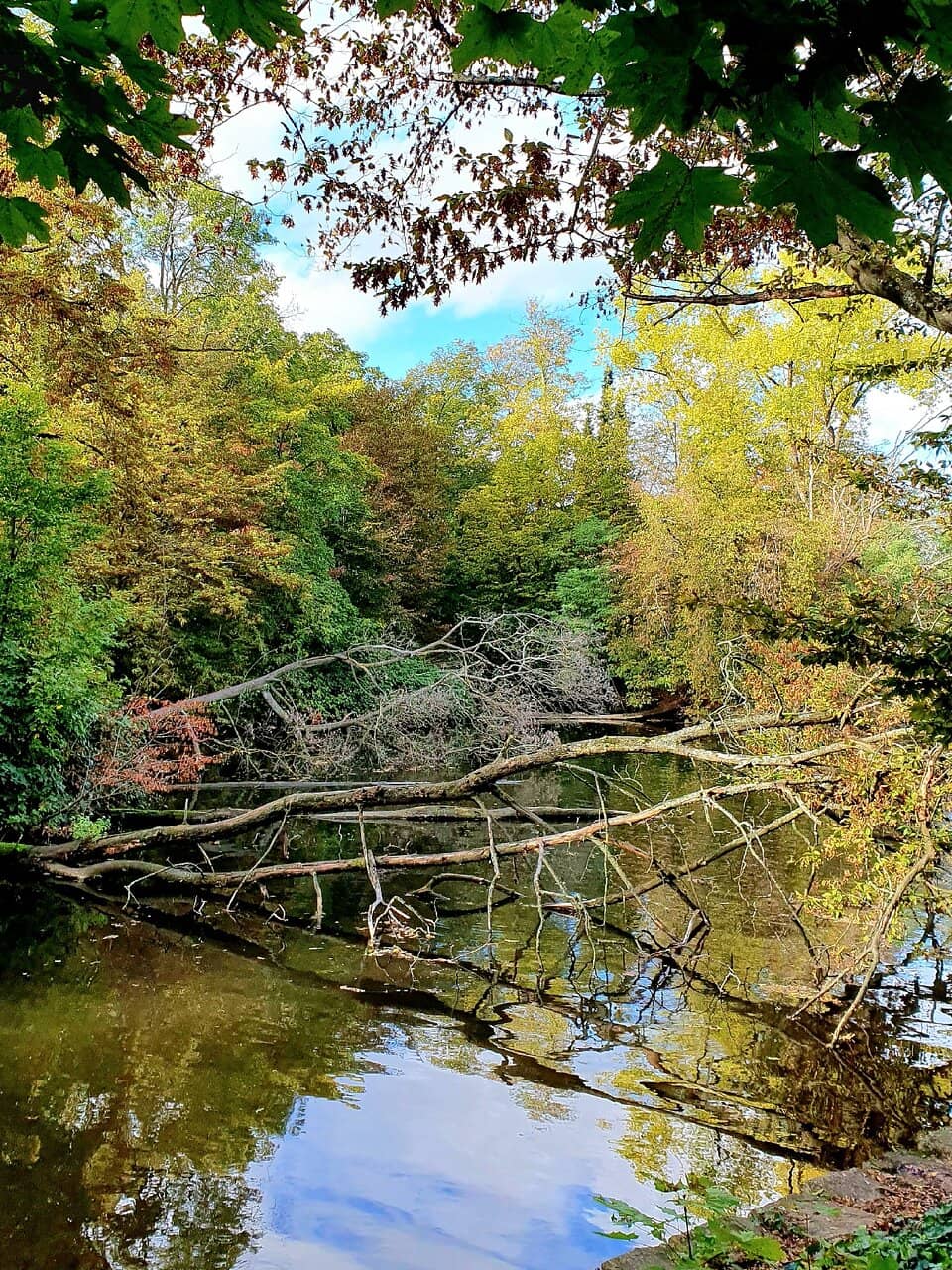 Wooded Trails