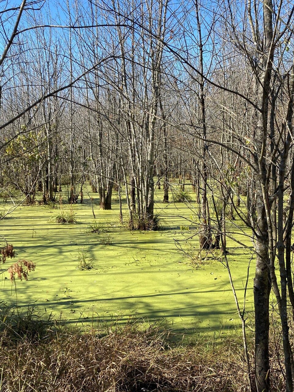 One of the wetland areas to be enjoyed - lots of duckweed here, but no ducks!
