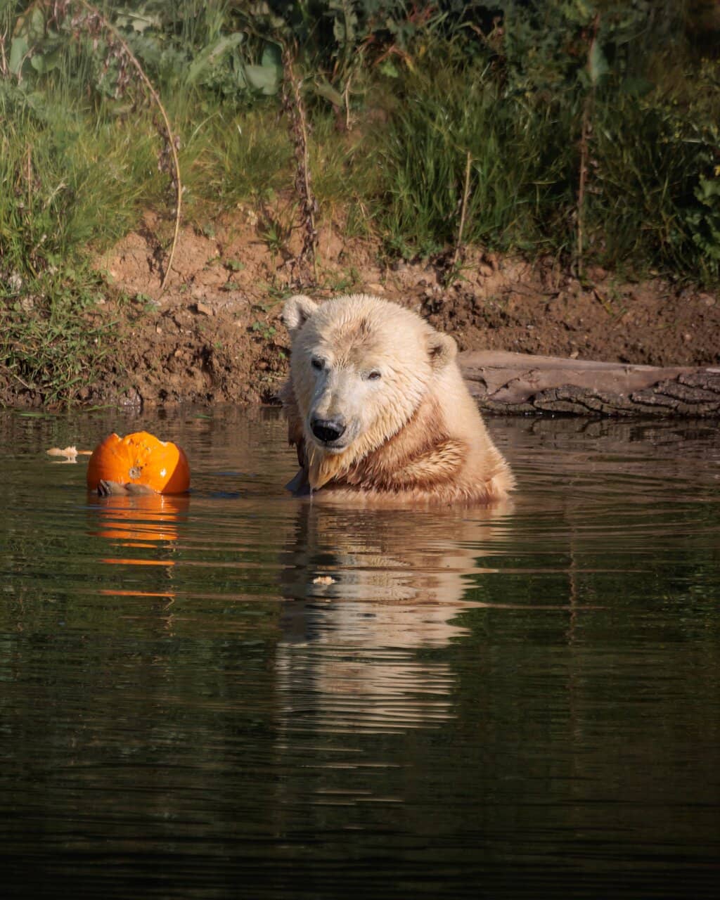 Animal Feeding Experiences