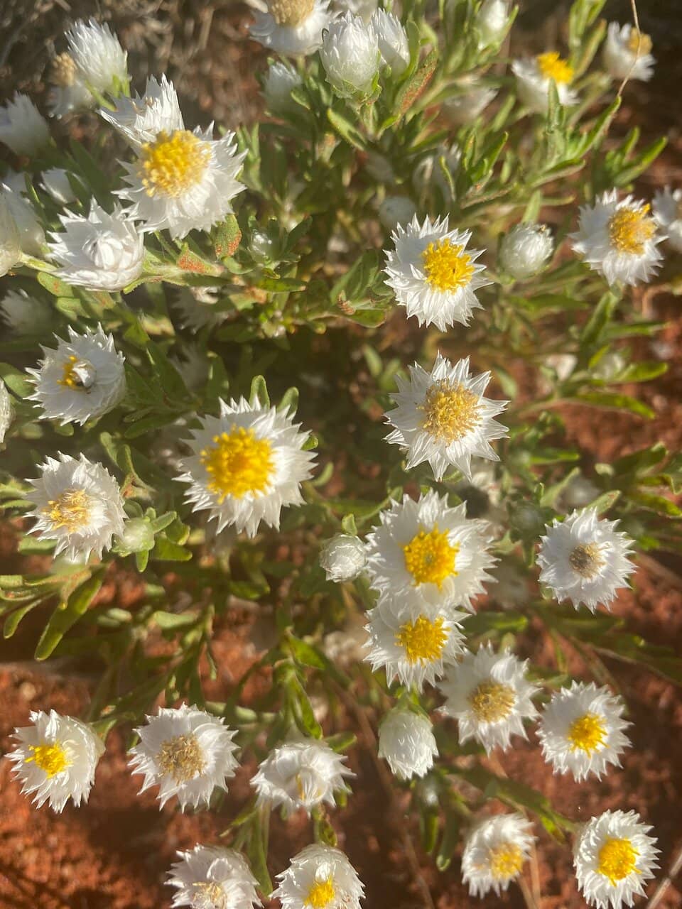 Aboriginal Art Masterpieces