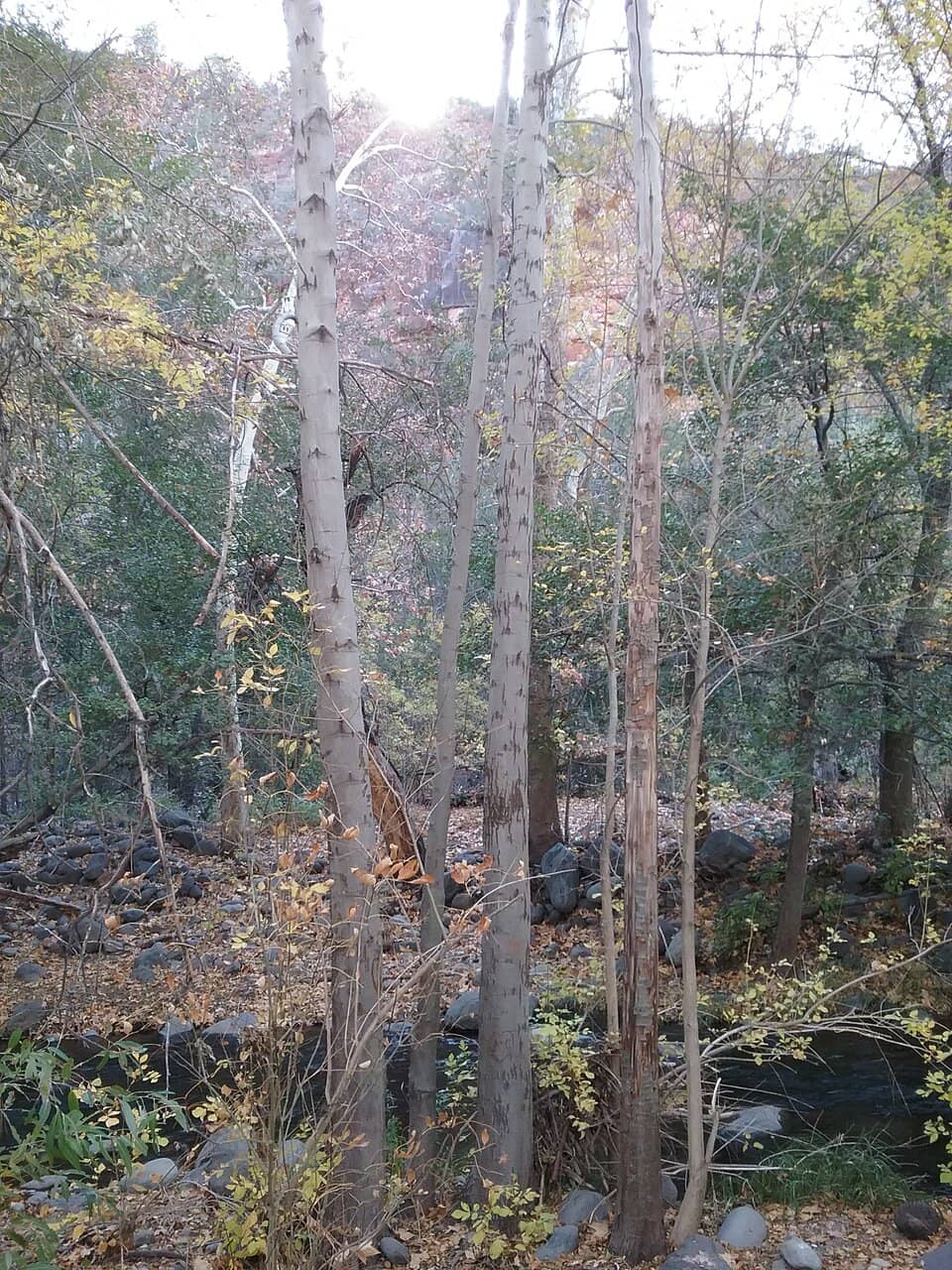Scenic Bridge Views