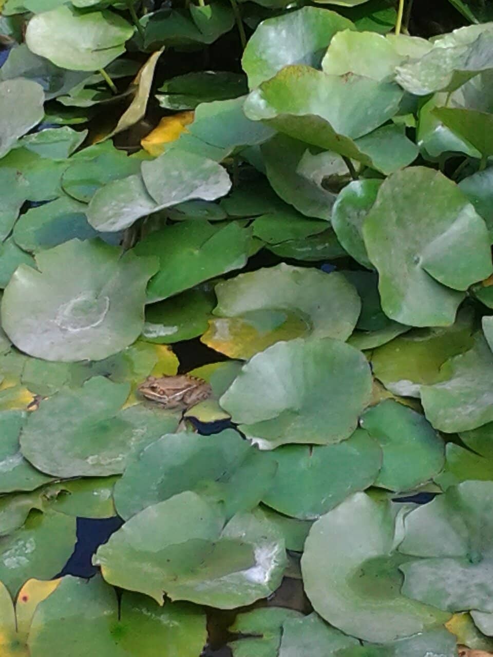 Vast Cactus Collection