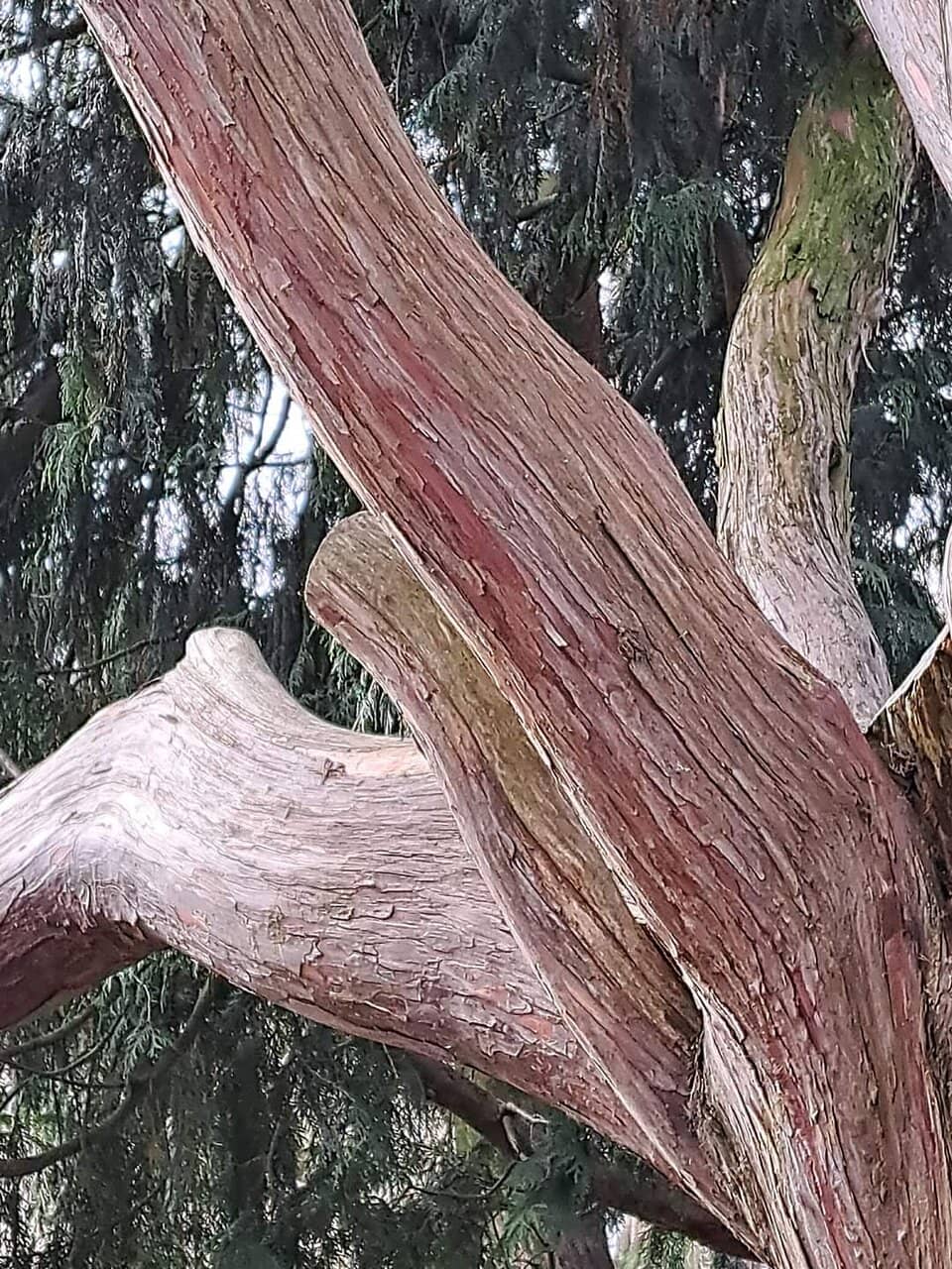 Jenisch House & Gallery