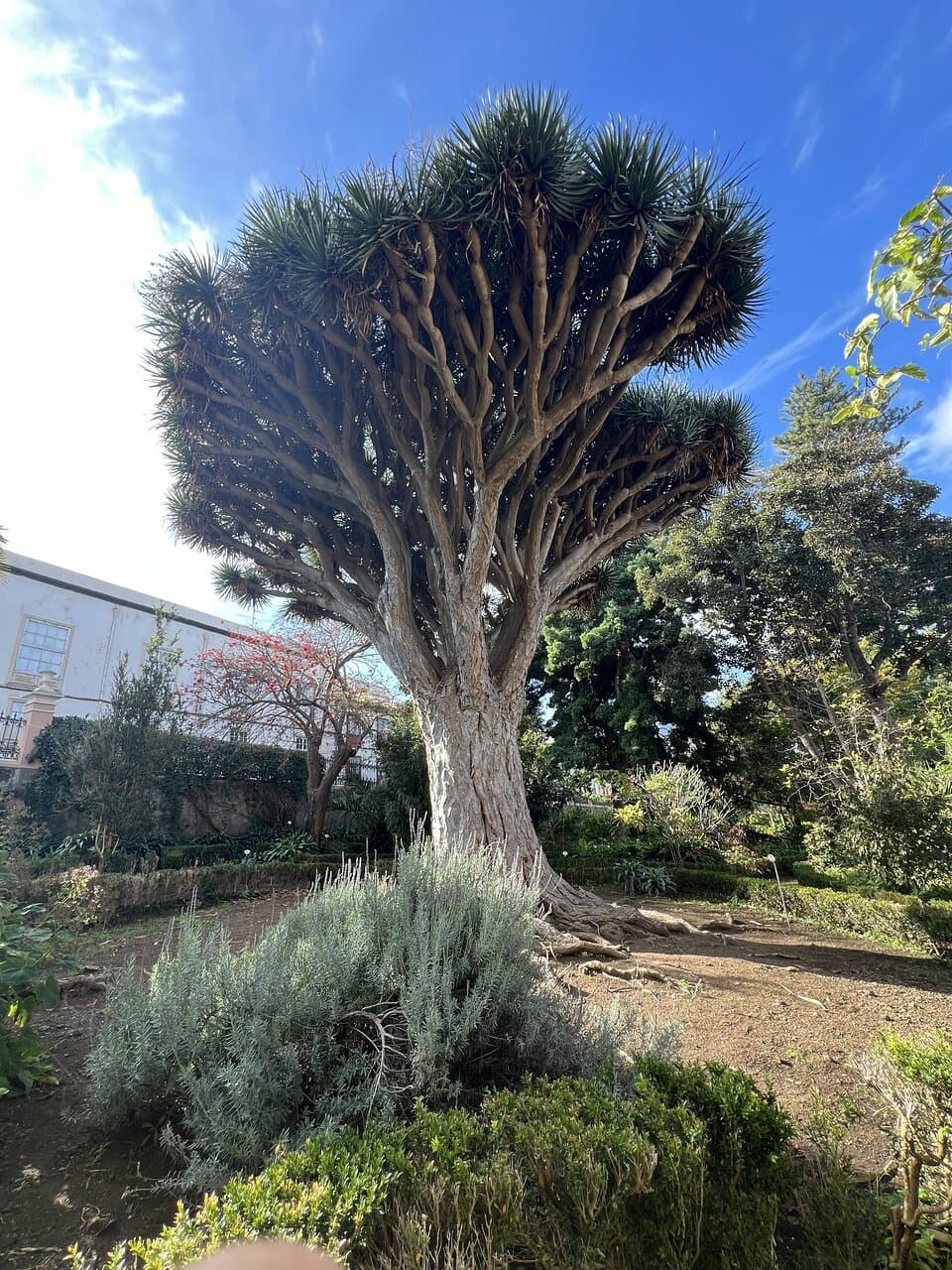 Hijuela del Botánico