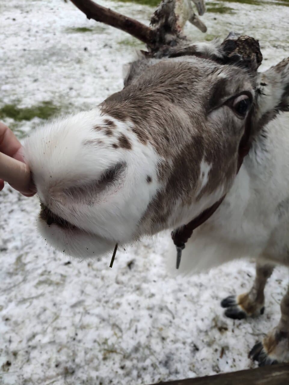 Sieriporo Reindeer Farm Rovaniemi