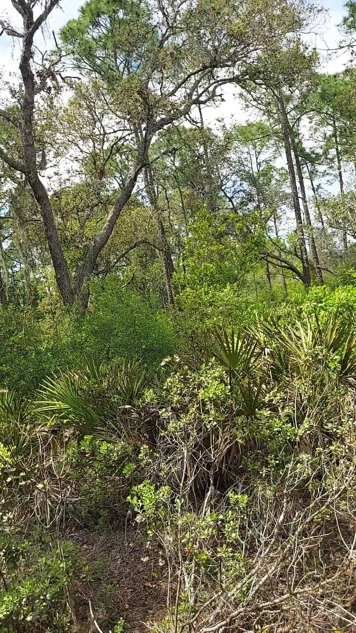Lush Forest Trails