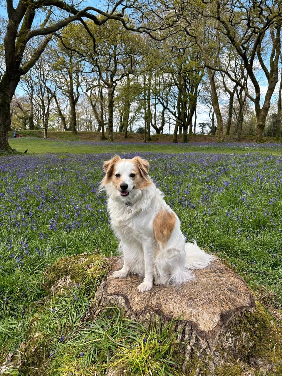 The Bluebell Carpet