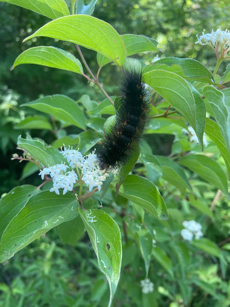 Extensive Hiking Trails