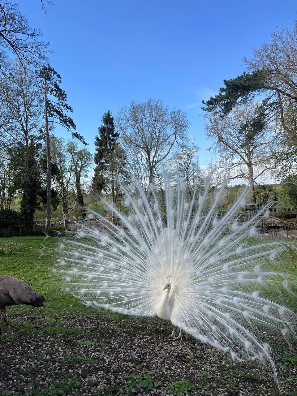 Free-Roaming Animals