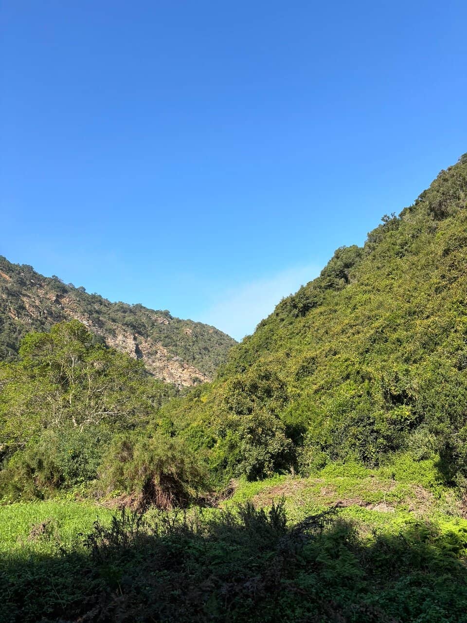 Panoramic Forest Viewpoint