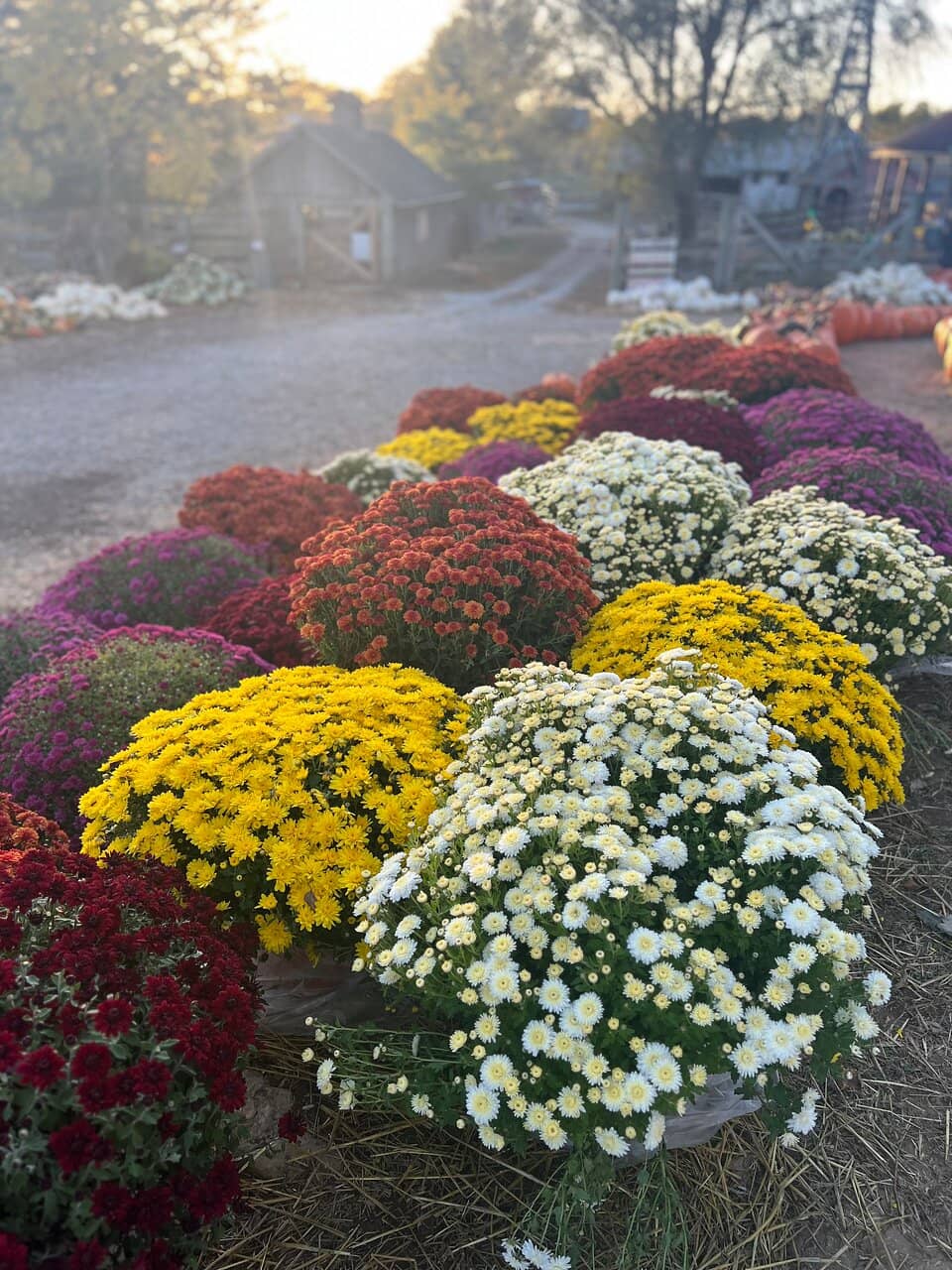 Delicious Cider Donuts