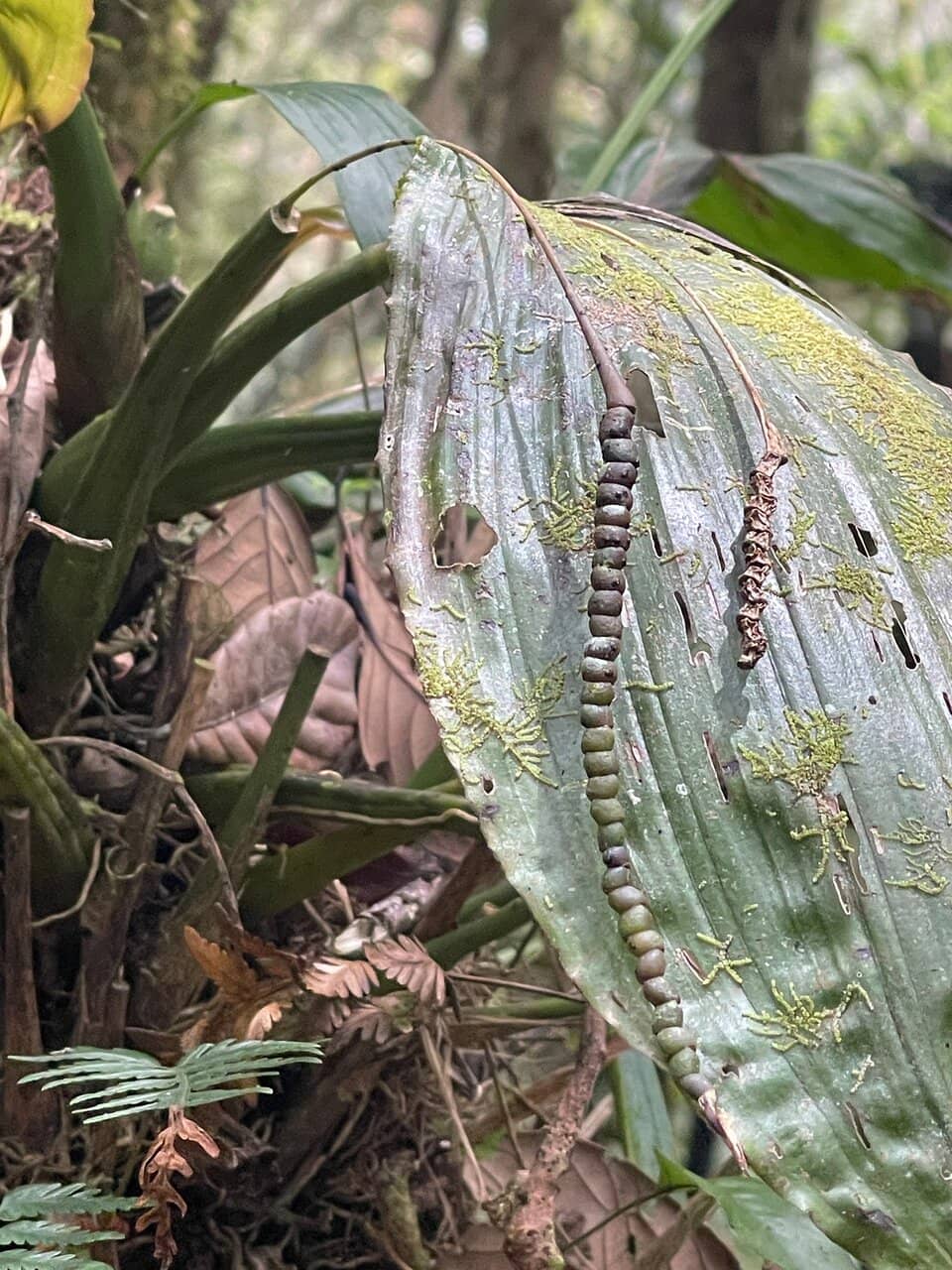 Mount Kinabalu Views