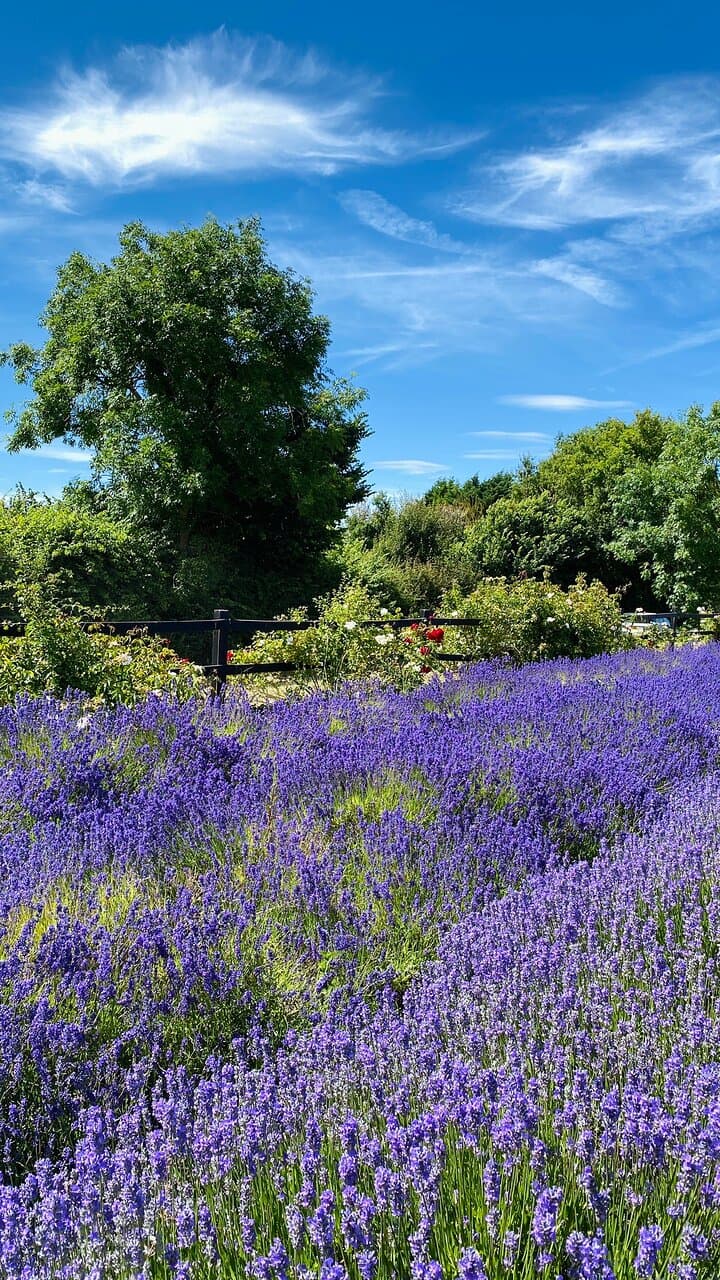 Hitchin Lavender