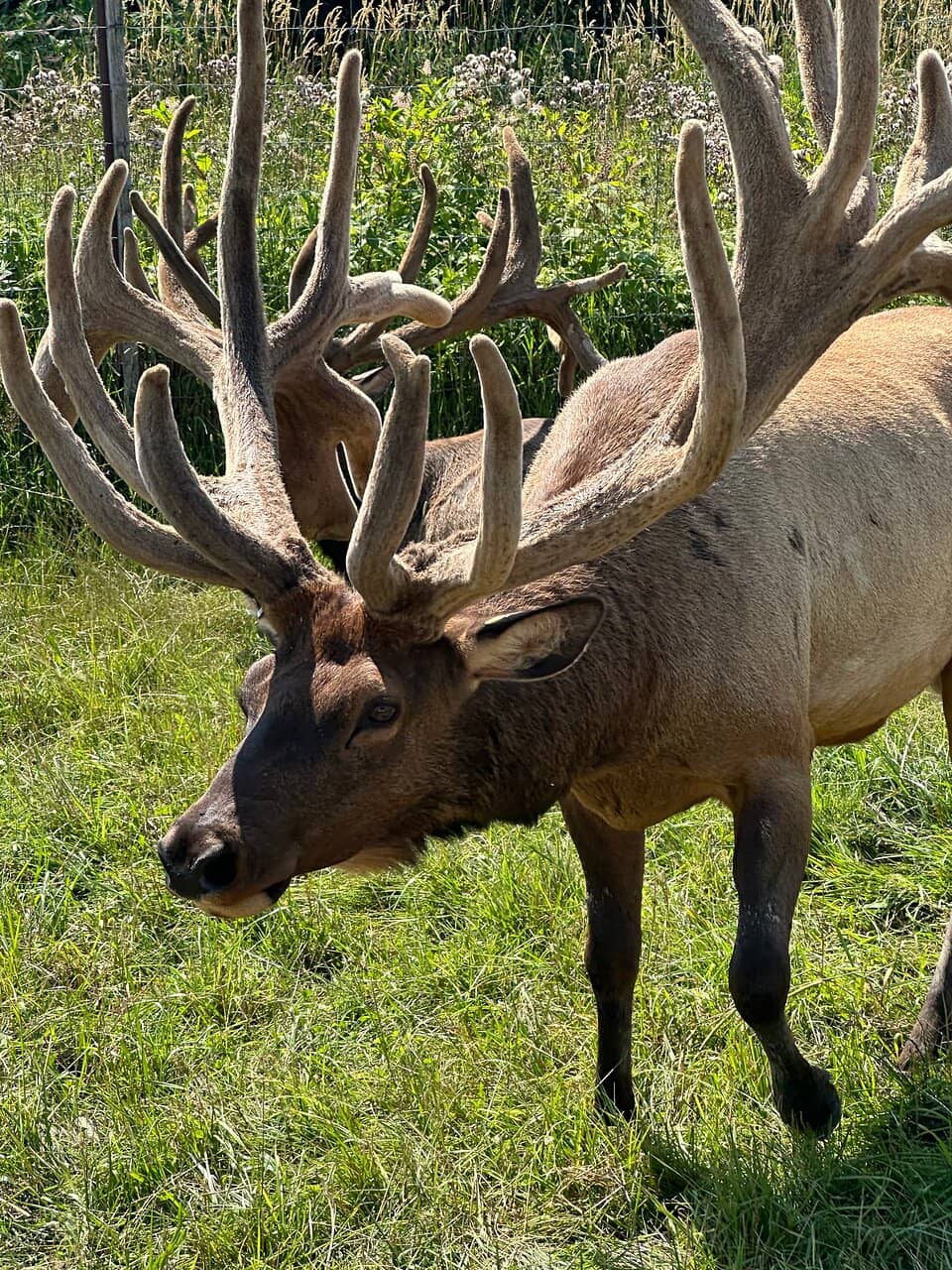 Elk Feeding Experience
