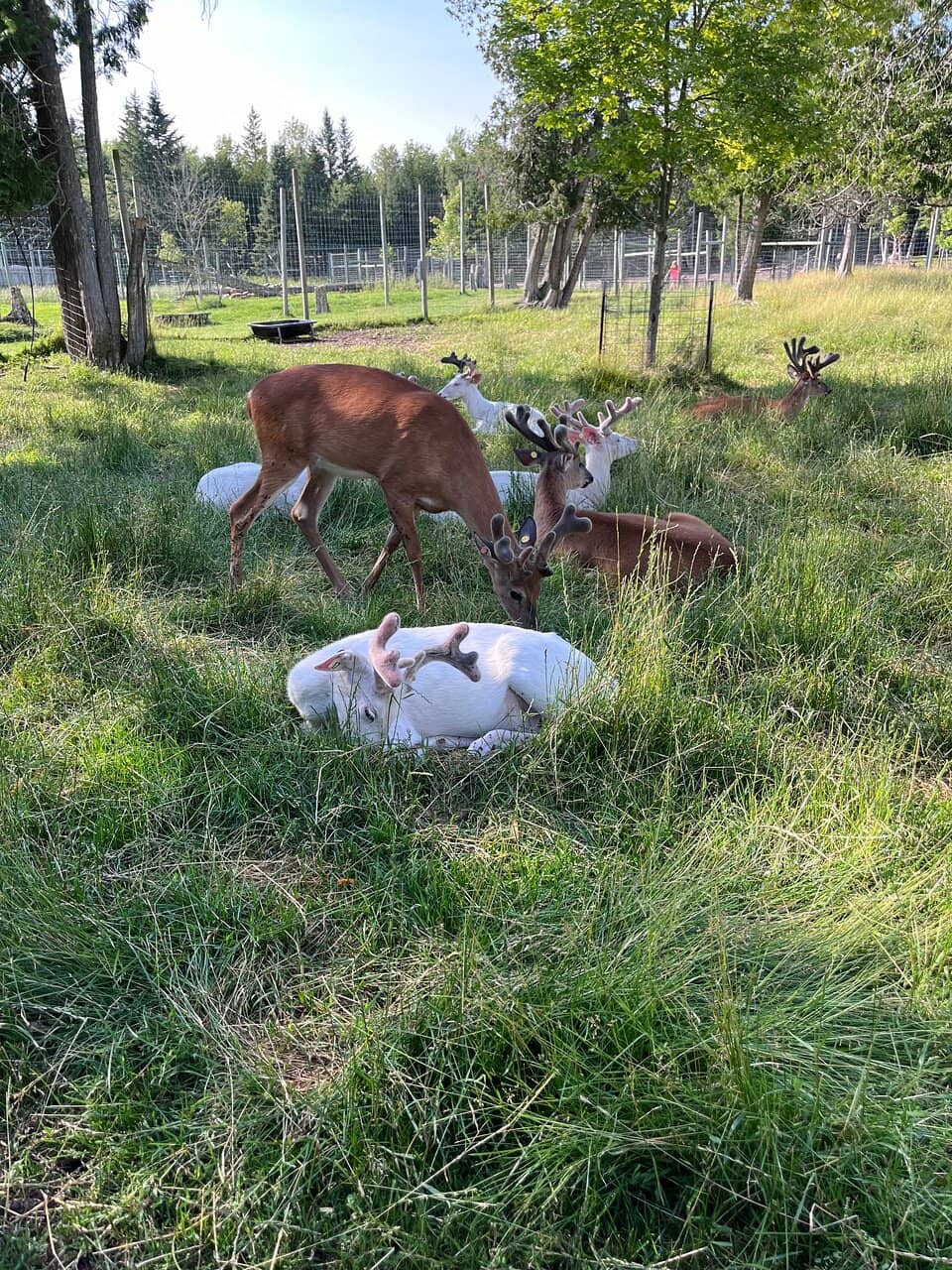 Albino and White-Tailed Deer