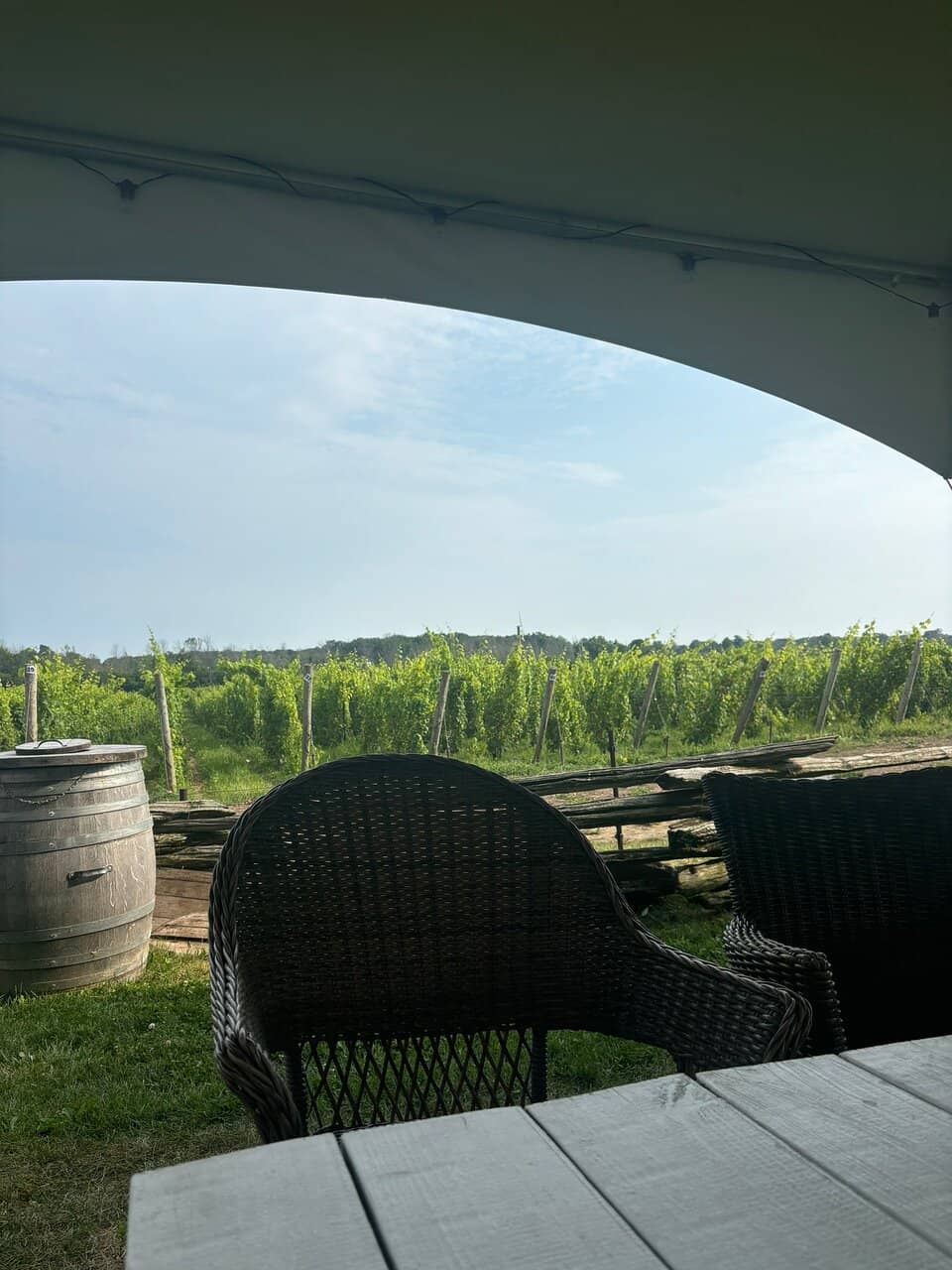 Picturesque Vineyard Views