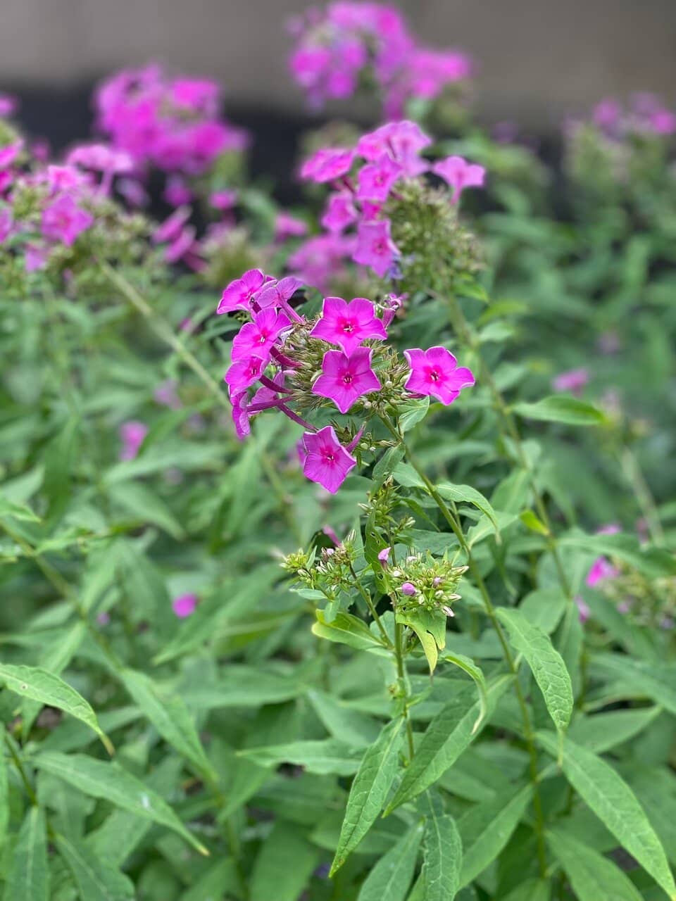 Scenic Walking Paths