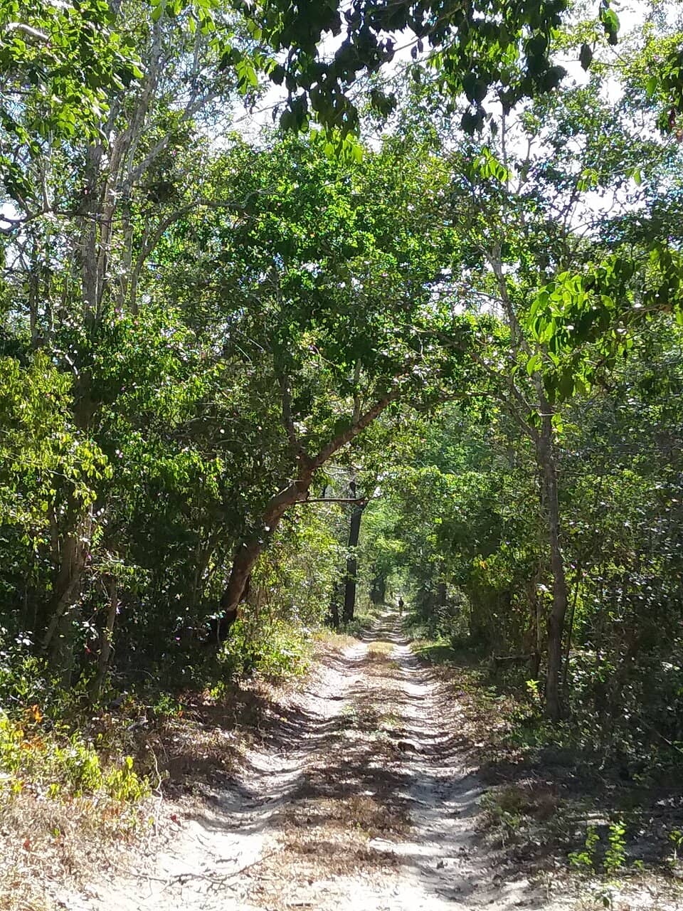 Ancient Coastal Dry Forest