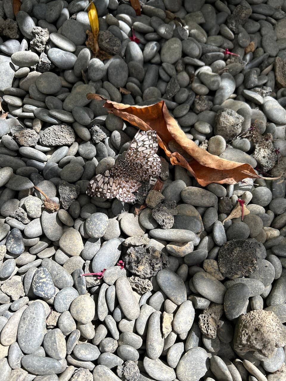 Astra Lumina Night Walk